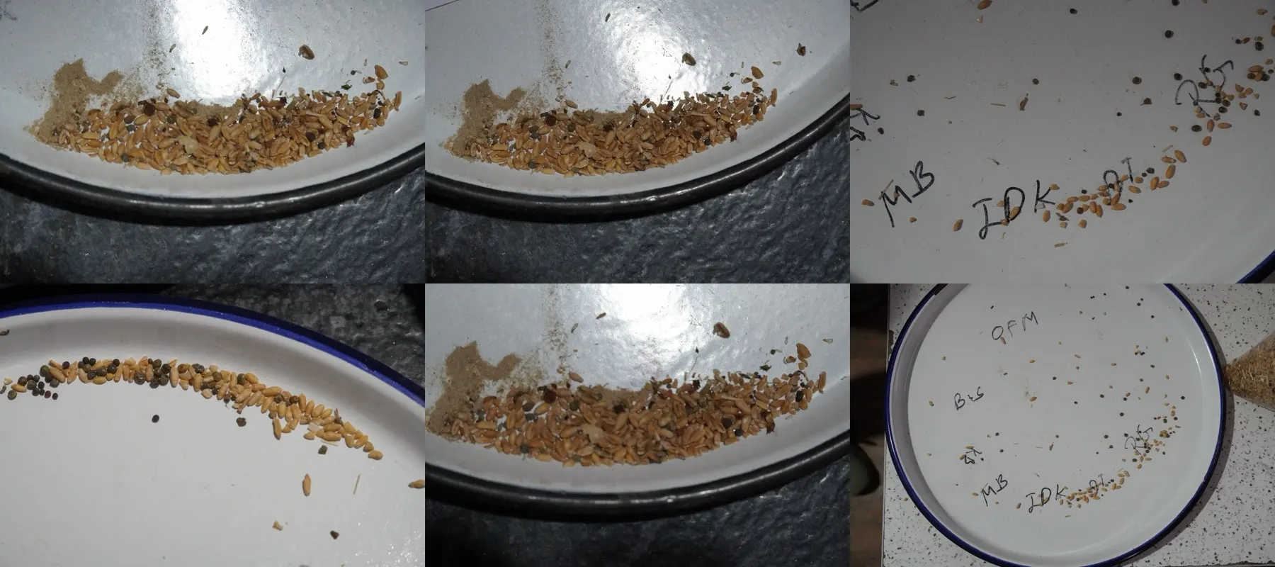 Six real photos of wheat samples on trays and plates, with mixed grains, chaff and uneven light